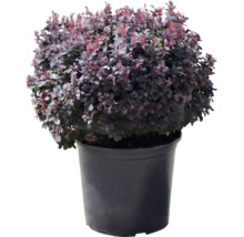 Épine-vinette de Thunberg Atropurpurea Nana aux feuilles pourpres dans un pot noir.