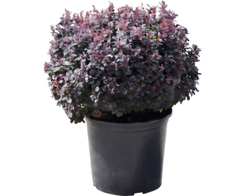 Épine-vinette de Thunberg Atropurpurea Nana aux feuilles pourpres dans un pot noir.