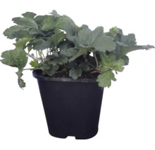 Plant de fraisiers dans un pot en plastique noir.