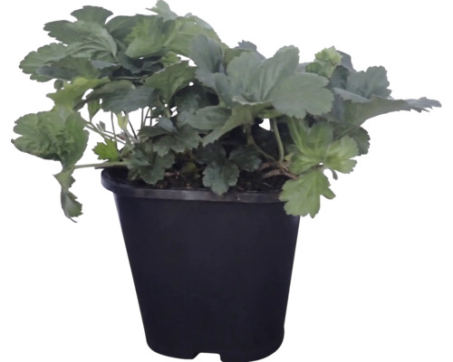 Plant de fraisiers dans un pot en plastique noir.