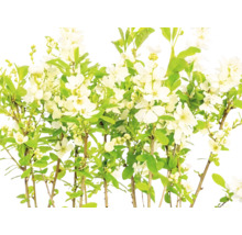 Exochorda avec des fleurs blanches et des feuilles vertes