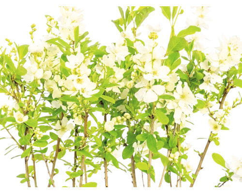 Exochorda avec des fleurs blanches et des feuilles vertes