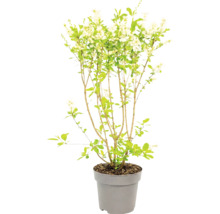 Arbuste en fleurs avec des fleurs blanches et des feuilles vertes dans un pot en plastique gris.