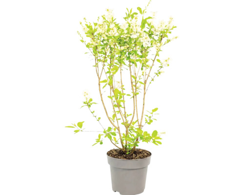 Arbuste en fleurs avec des fleurs blanches et des feuilles vertes dans un pot en plastique gris.
