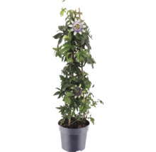 Passiflore Passiflora en pot avec support de grimpe en bambou, feuilles vertes et fleurs caractéristiques.