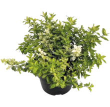 Fusain de Fortune Euonymus fortunei en pot noir avec feuilles panachées.
