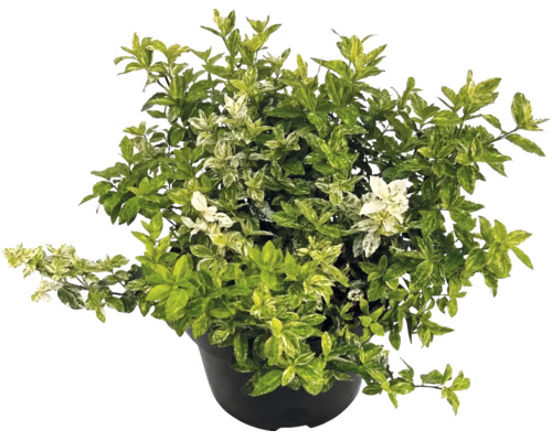 Fusain de Fortune Euonymus fortunei en pot noir avec feuilles panachées.