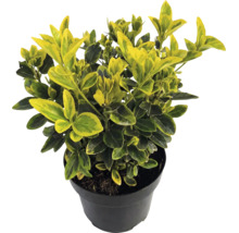 Fusain de Fortune Euonymus fortunei Emerald Gold avec des feuilles jaunes et vertes dans un pot noir.