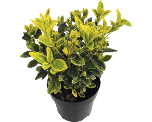 Fusain de Fortune Euonymus fortunei Emerald Gold avec des feuilles jaunes et vertes dans un pot noir.