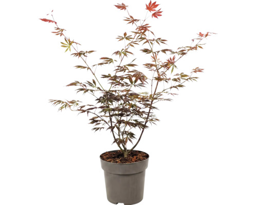 Érable du Japon Acer palmatum en pot pour le jardin.