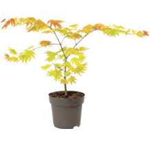 Érable du Japon aux feuilles claires et découpées dans un pot de culture sombre.