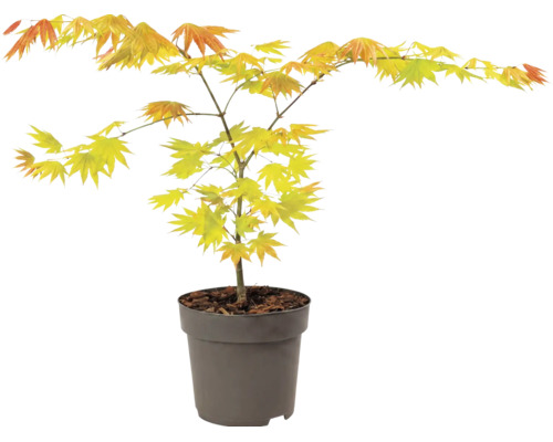 Érable du Japon aux feuilles claires et découpées dans un pot de culture sombre.
