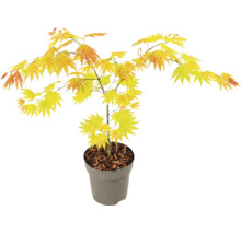 Érable du Japon Acer palmatum Orange Dream en pot en plastique gris avec feuillage jaune orangé.