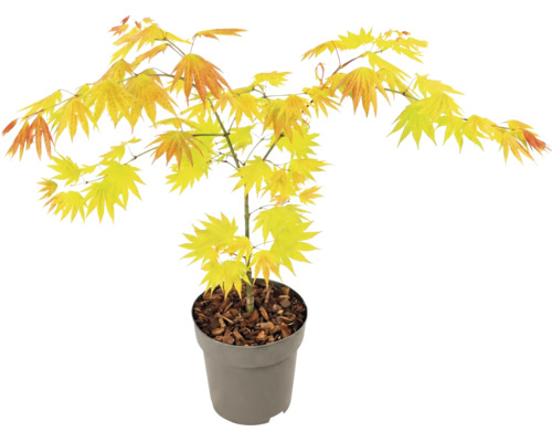 Érable du Japon Acer palmatum Orange Dream en pot en plastique gris avec feuillage jaune orangé.