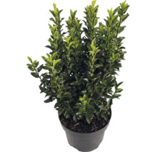 Houx japonais Ilex crenata Luxus dans un pot noir, arbuste persistant aux petites feuilles luisantes.
