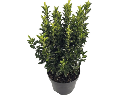 Houx japonais Ilex crenata Luxus dans un pot noir, arbuste persistant aux petites feuilles luisantes.