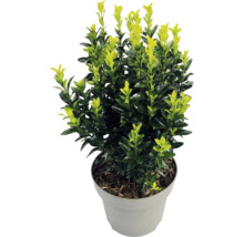 Fusain du Japon Euonymus japonicus avec des feuilles bicolores dans un pot en plastique gris.