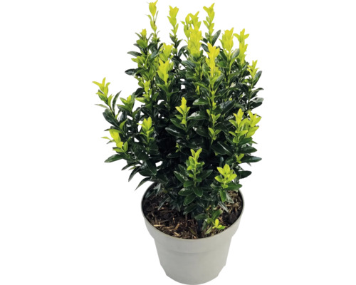 Fusain du Japon Euonymus japonicus avec des feuilles bicolores dans un pot en plastique gris.