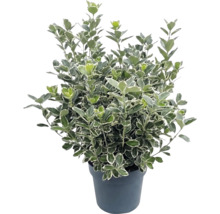 Fusain du Japon Bravo avec feuilles panachées dans un pot de fleurs noir.