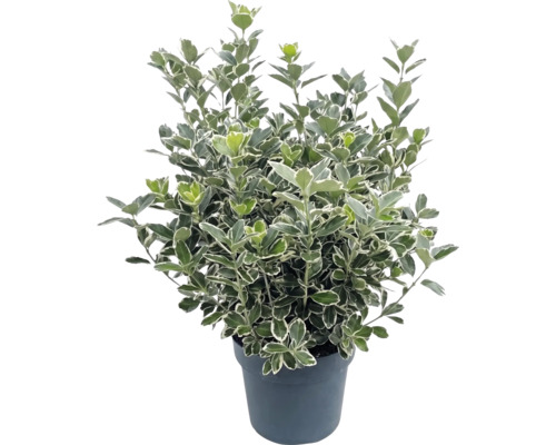Fusain du Japon Bravo avec feuilles panachées dans un pot de fleurs noir.