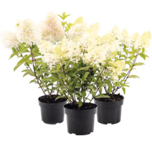 Trois hortensias paniculés en pots noirs avec fleurs blanches et feuilles vertes.