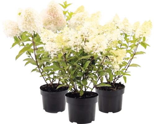 Trois hortensias paniculés en pots noirs avec fleurs blanches et feuilles vertes.