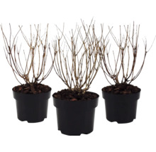 Trois arbustes caducs dans des pots noirs, état sans feuilles en hiver avec du paillis d'écorce sur la terre.
