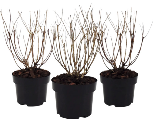 Trois arbustes caducs dans des pots noirs, état sans feuilles en hiver avec du paillis d'écorce sur la terre.