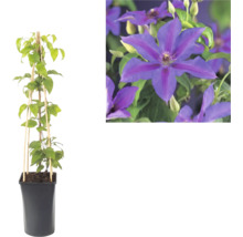 Clématite dans un pot noir avec un treillis en bambou et gros plan sur ses fleurs violettes.