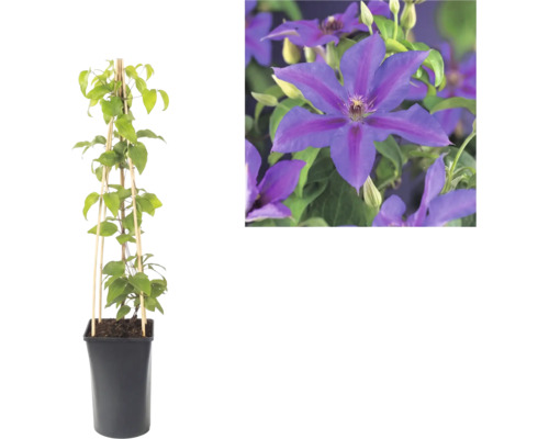 Clématite dans un pot noir avec un treillis en bambou et gros plan sur ses fleurs violettes.