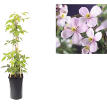 Clematis montana Rubens en pot noir avec support en bambou et vue détaillée des fleurs roses.