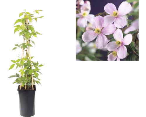 Clematis montana Rubens en pot noir avec support en bambou et vue détaillée des fleurs roses.