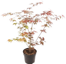 Érable du Japon Acer palmatum en pot plastique avec branches ramifiées et feuilles palmées vertes et rouge orangé.