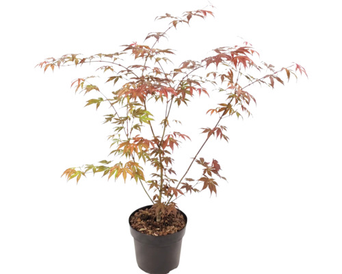 Érable du Japon Acer palmatum en pot plastique avec branches ramifiées et feuilles palmées vertes et rouge orangé.