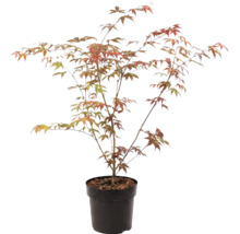 Érable du Japon Acer palmatum dans un pot en plastique noir