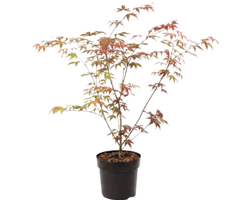 Érable du Japon Acer palmatum dans un pot en plastique noir