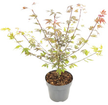 Érable du Japon Acer palmatum en pot avec paillis d'écorce.