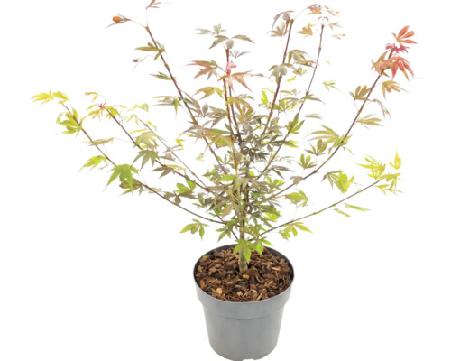 Érable du Japon Acer palmatum en pot avec paillis d'écorce.