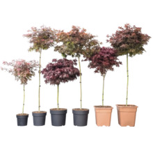 Six érables du Japon Acer palmatum de différentes hauteurs et couleurs de feuillage dans des pots.