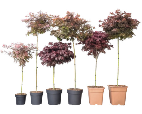Six érables du Japon Acer palmatum de différentes hauteurs et couleurs de feuillage dans des pots.