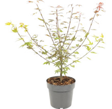 Érable du Japon aux feuilles vertes et bronze dans un pot gris avec du paillis.