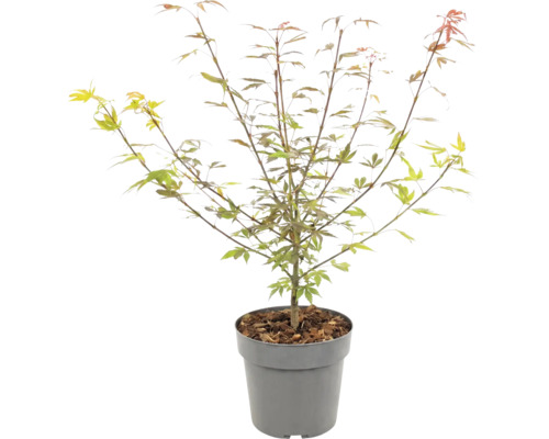 Érable du Japon aux feuilles vertes et bronze dans un pot gris avec du paillis.