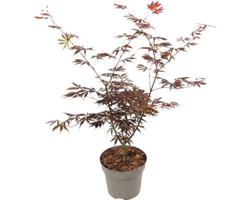 Érable du Japon Acer palmatum à feuilles rouges en pot.