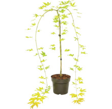 Érable du Japon Acer palmatum en pot plastique avec des branches pleureuses et des feuilles étoilées.