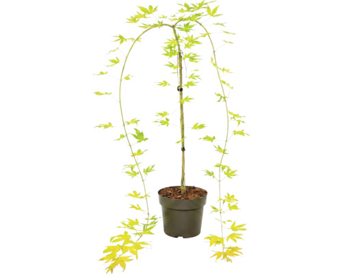 Érable du Japon Acer palmatum en pot plastique avec des branches pleureuses et des feuilles étoilées.