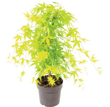 Érable du Japon Acer palmatum dans un pot en plastique