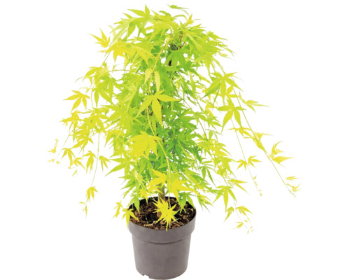 Érable du Japon Acer palmatum dans un pot en plastique
