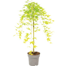 Érable du Japon avec des feuilles vert-jaune et des branches pendantes dans un pot en plastique gris.