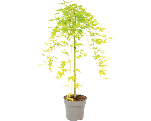 Érable du Japon avec des feuilles vert-jaune et des branches pendantes dans un pot en plastique gris.
