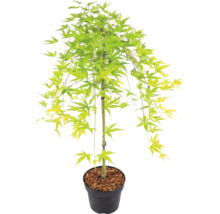 Érable du Japon avec des feuilles vert clair dans un pot de fleurs noir avec du paillis d'écorce.